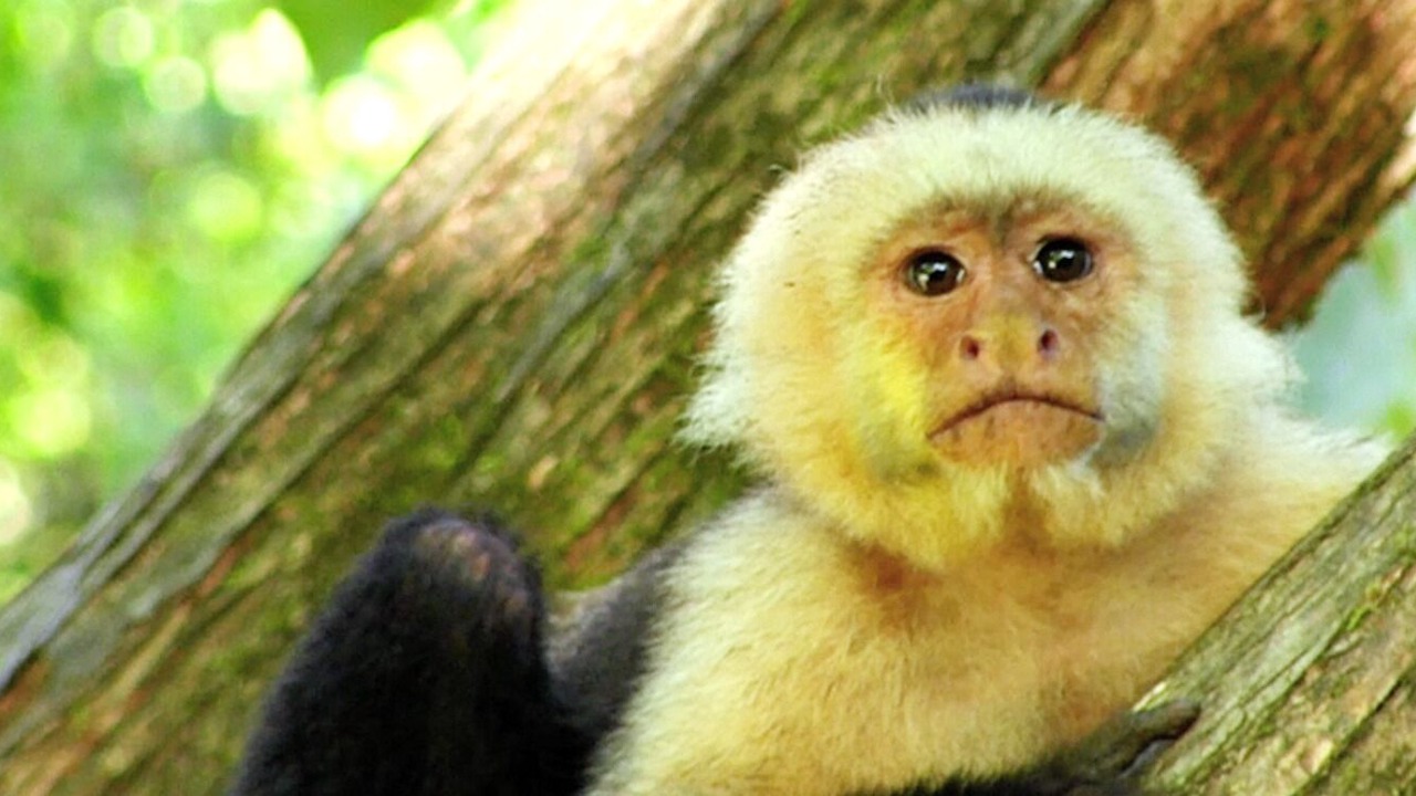 Photo of Others in Puerto Jimenez