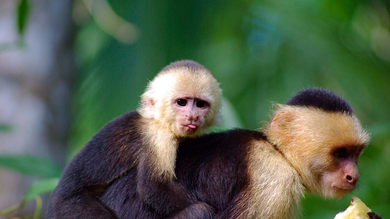 Photo of Others in Puerto Jimenez