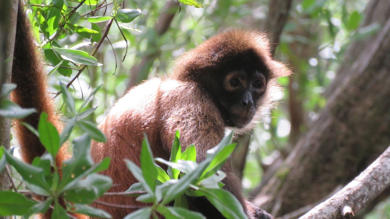 Photo of Others in Puerto Jimenez