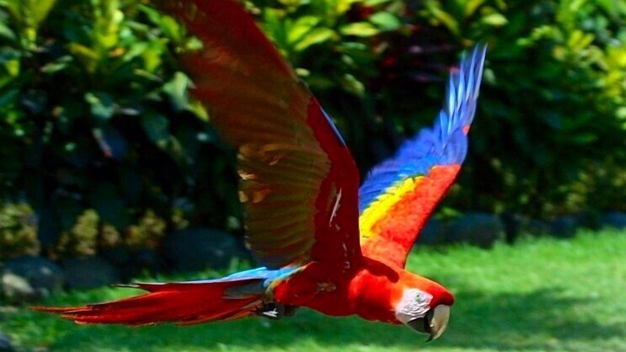 Photo of Others in Puerto Jimenez