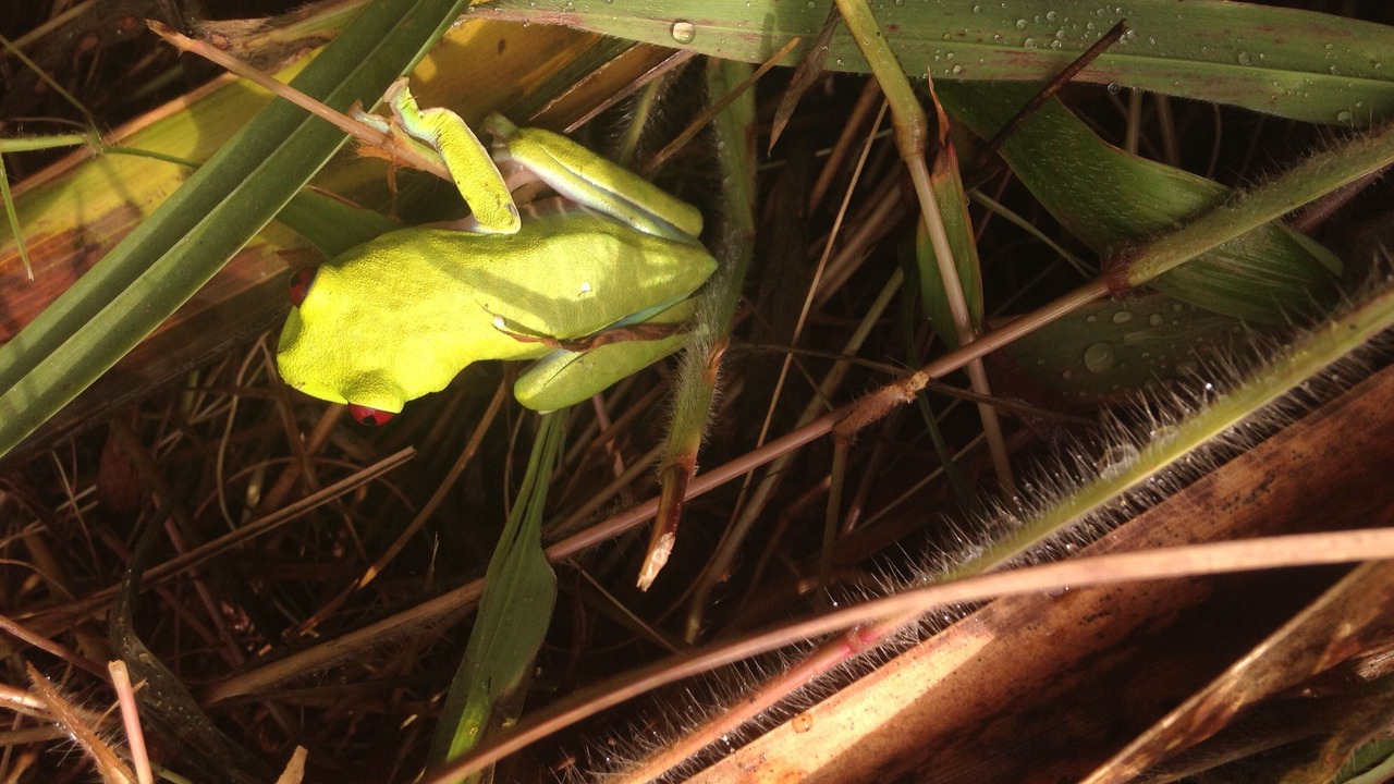 Photo of Others in Puerto Jimenez