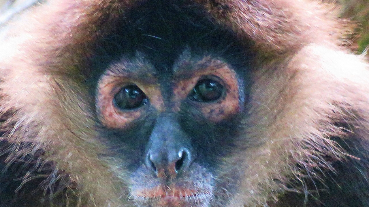 Photo of Others in Puerto Jimenez