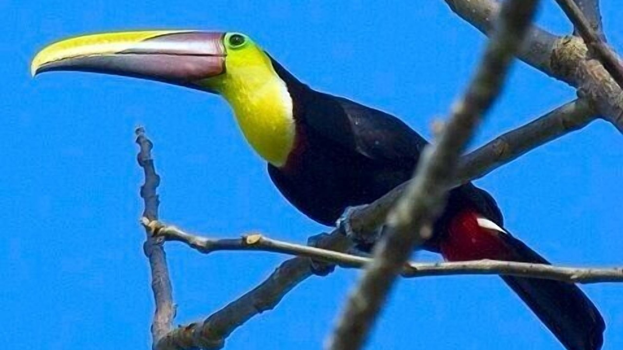 Photo of Others in Puerto Jimenez