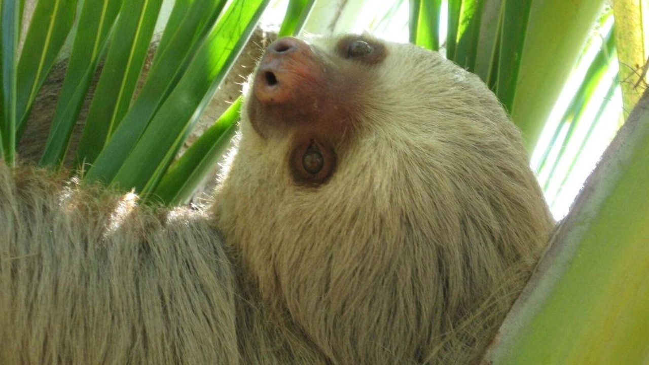 Photo of Others in Playa Matapalo
