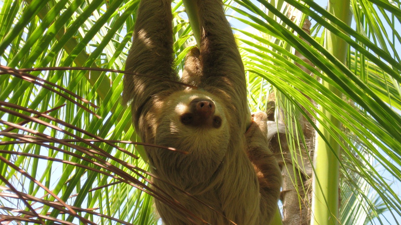 Photo of Others in Playa Matapalo