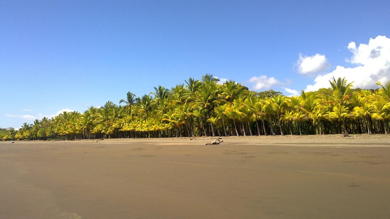 Photo of Others in Playa Matapalo