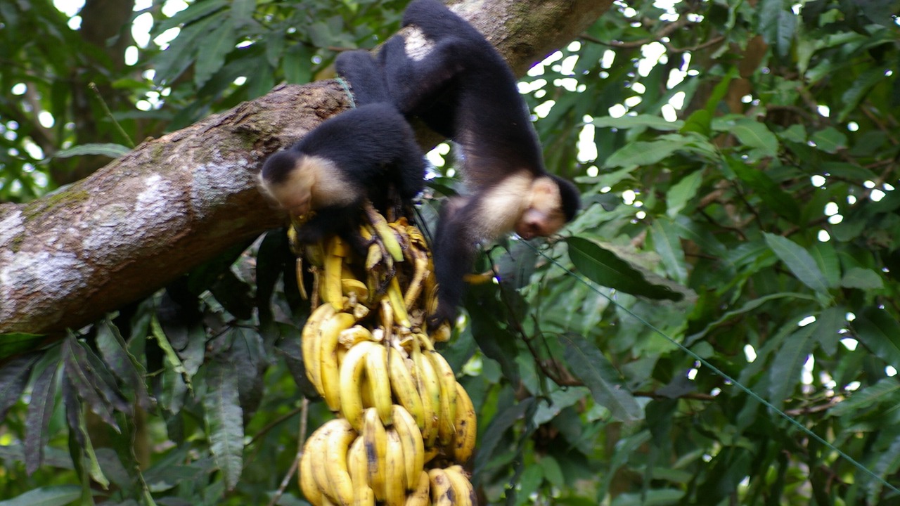 Photo of Others in Playa Matapalo