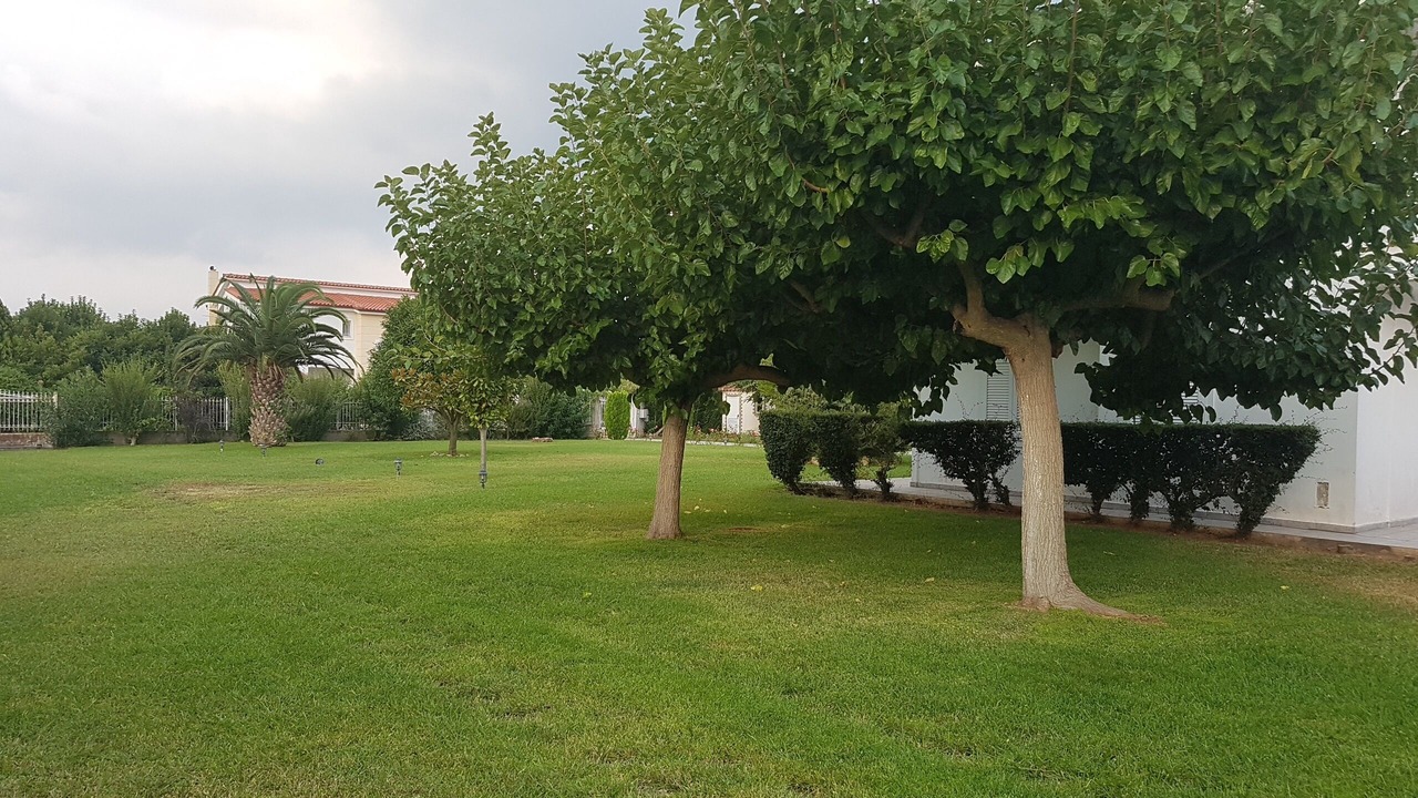 Photo of Outdoor in Stylida
