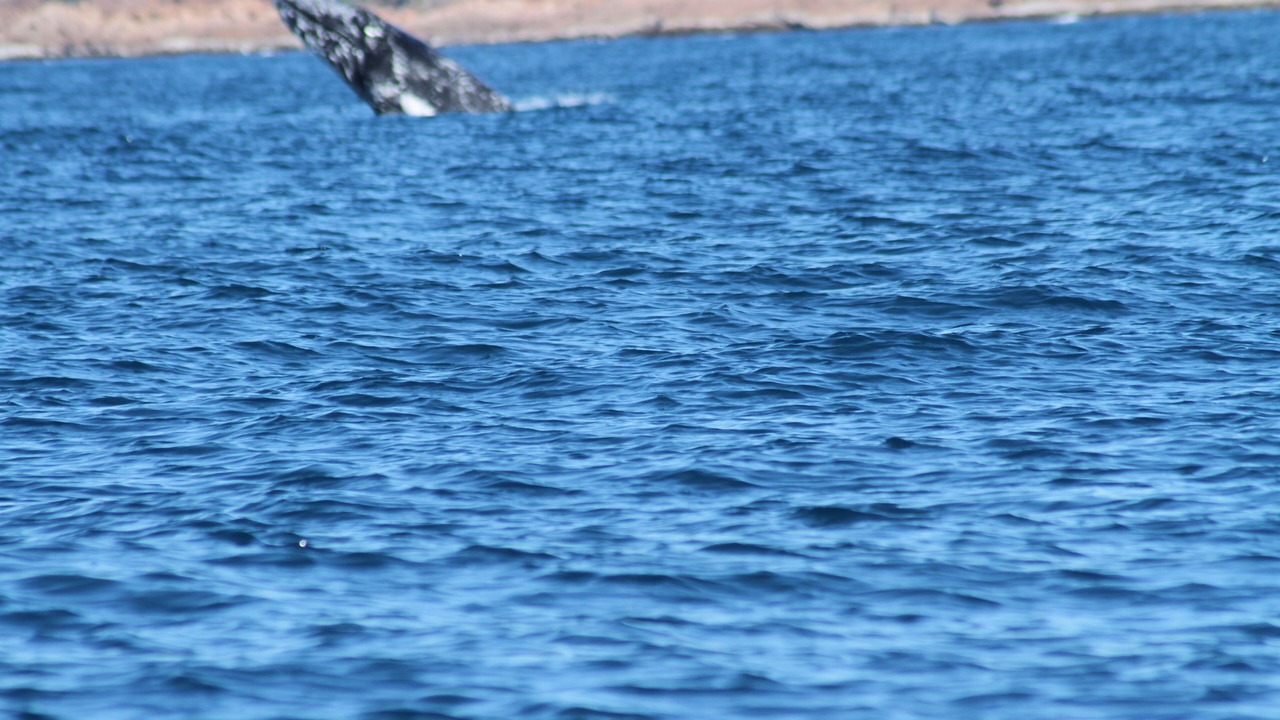 Photo of Others in Rodds Bay