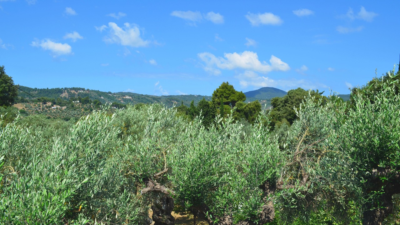 Photo of Outdoor in Stafylos