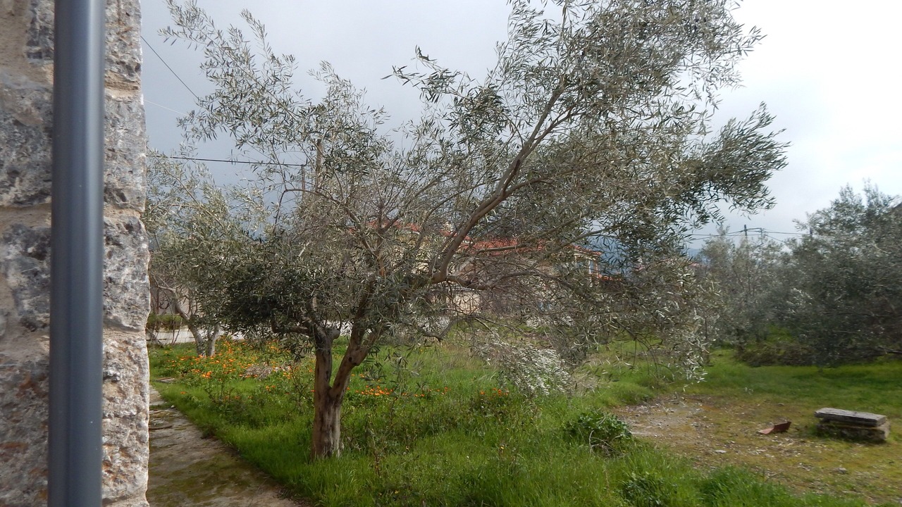 Photo of Outdoor in Kefalochori