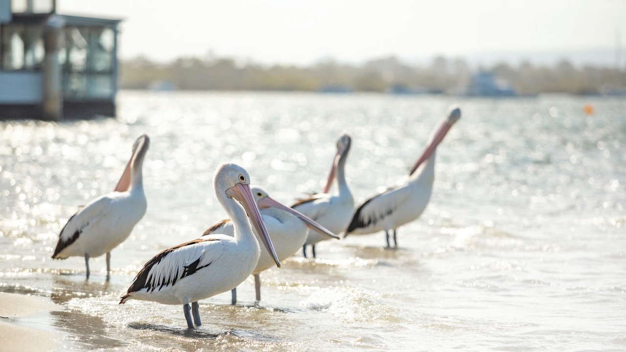Photo of Others in Noosaville