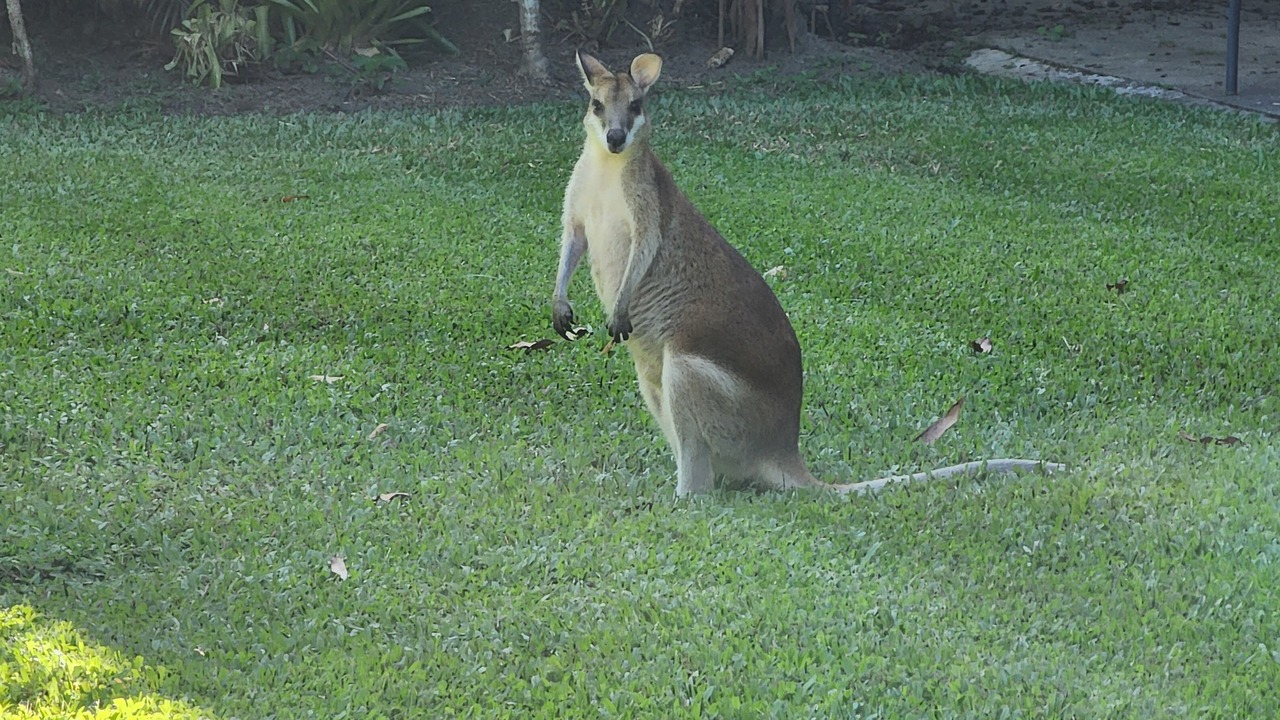 Photo of Others in Palm Cove