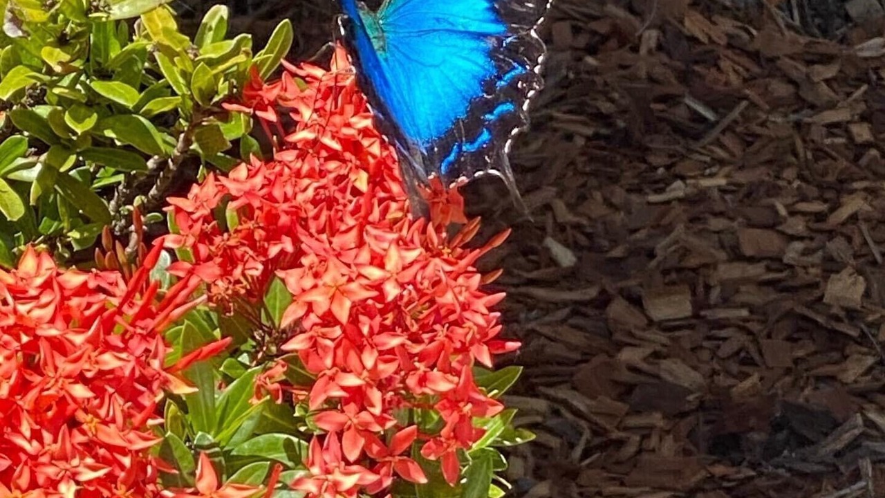 Photo of Others in Palm Cove