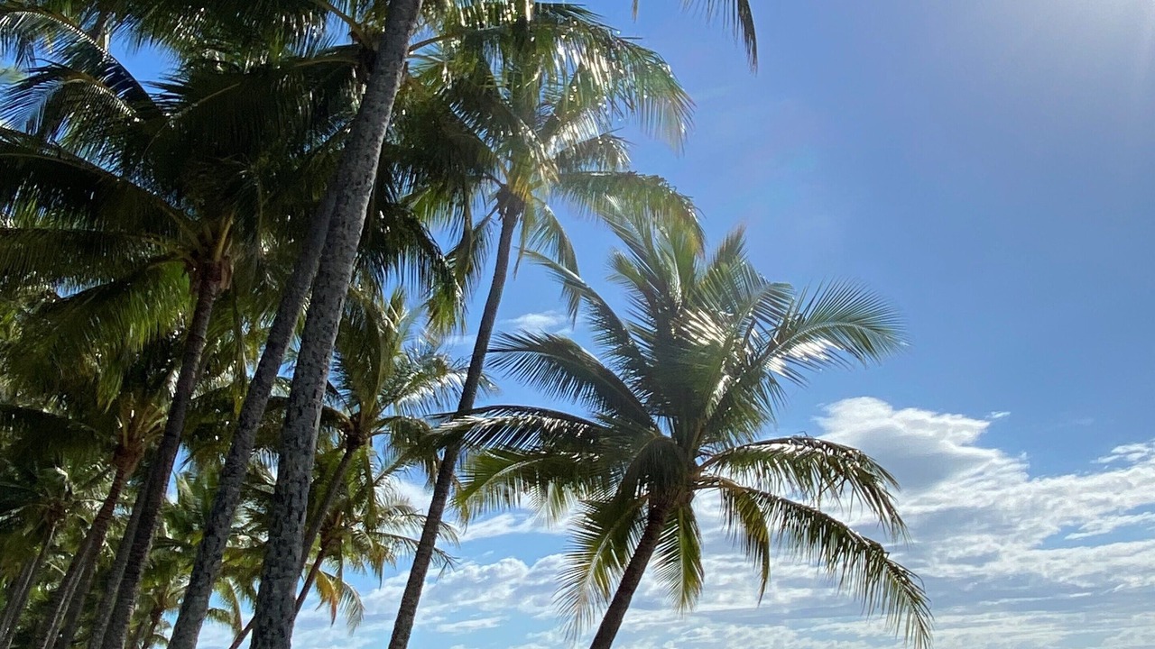 Photo of Others in Palm Cove