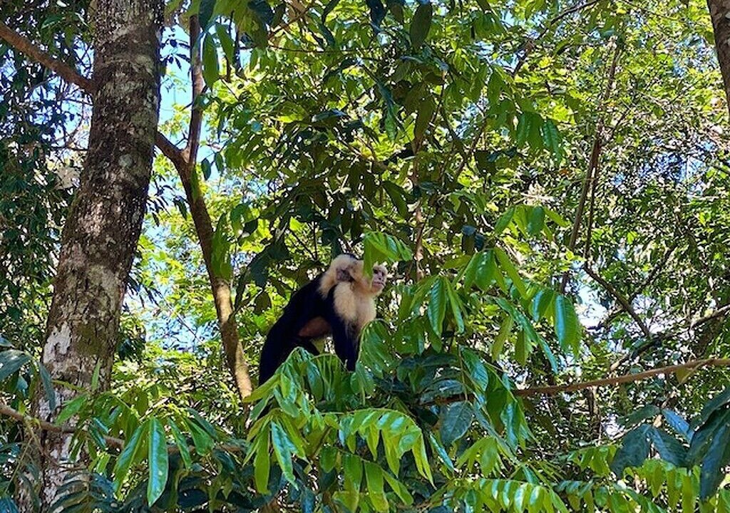 Photo of Others in Manuel Antonio