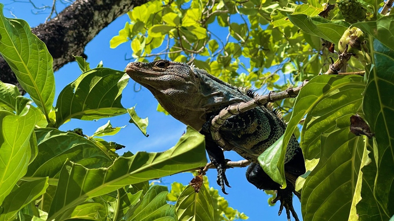 Photo of Others in Manuel Antonio