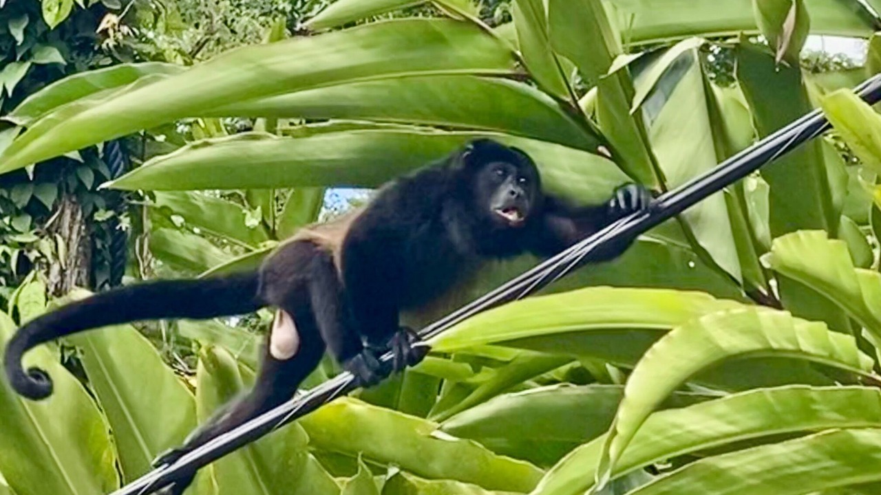 Photo of Others in Manuel Antonio