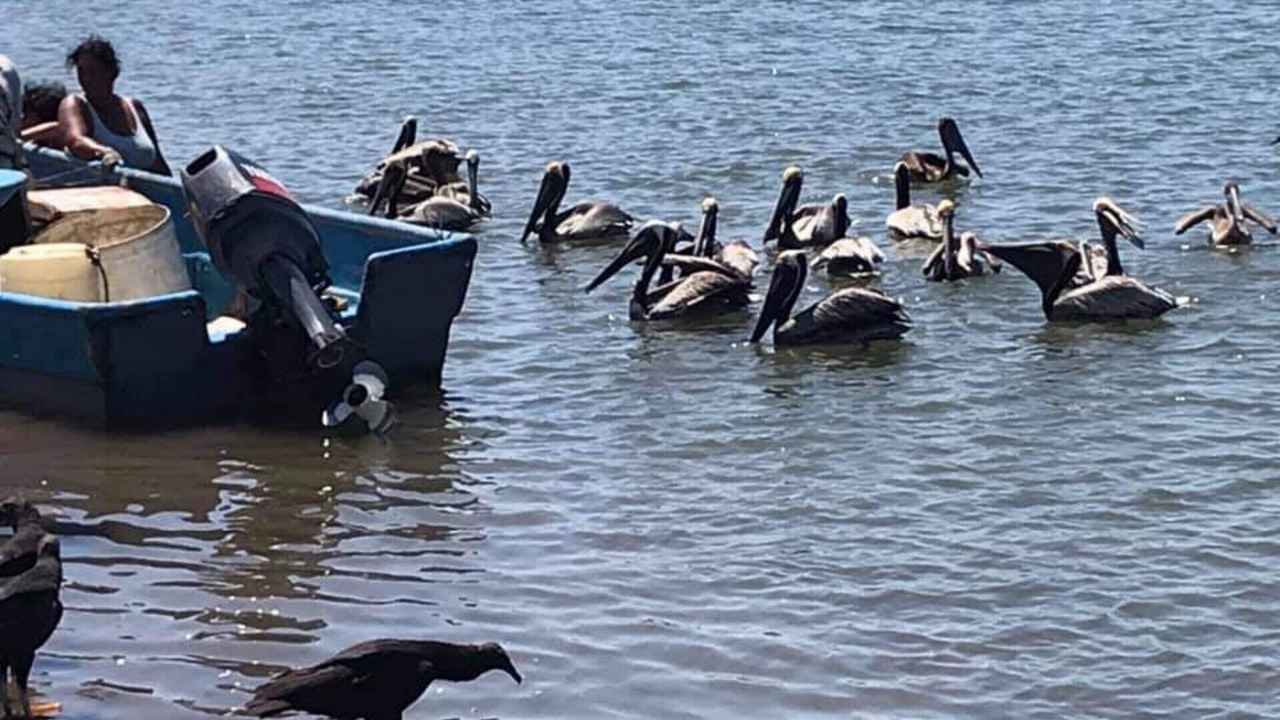 Photo of Others in Playa Tortuga