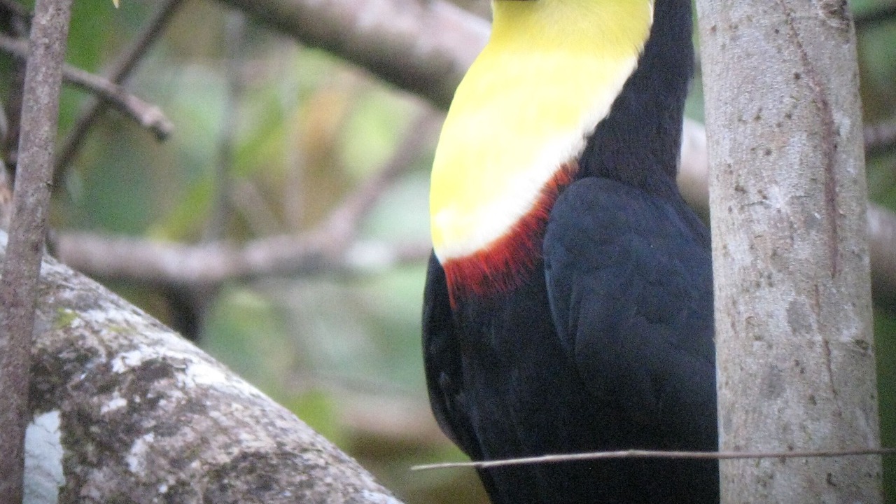 Photo of Others in Puerto Jimenez