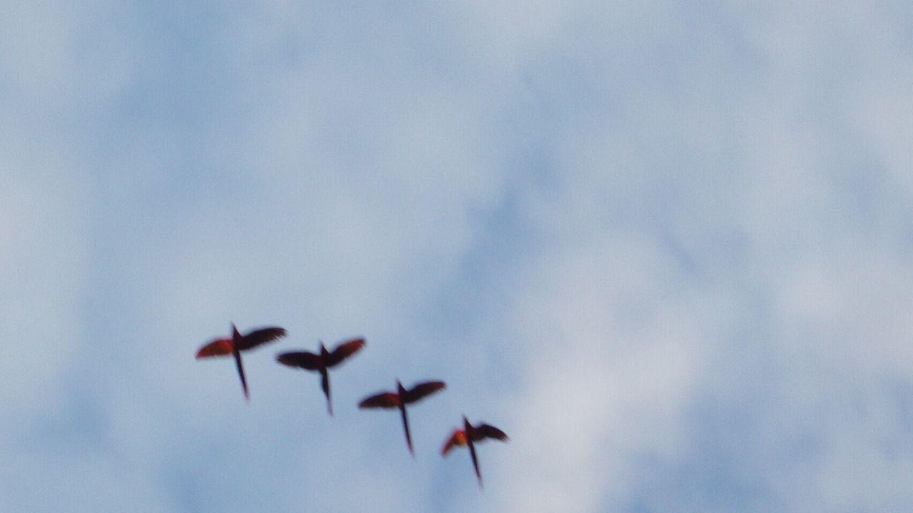 Photo of Others in Puerto Jimenez