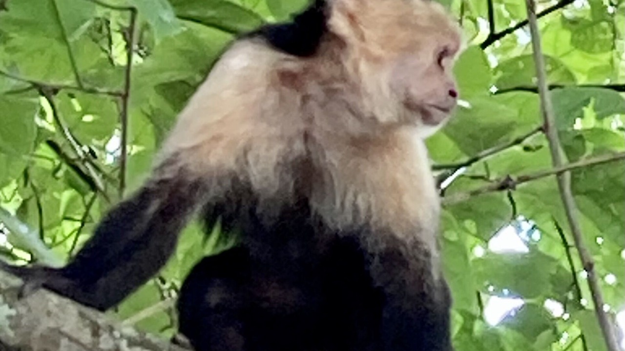 Photo of Others in Puerto Jimenez