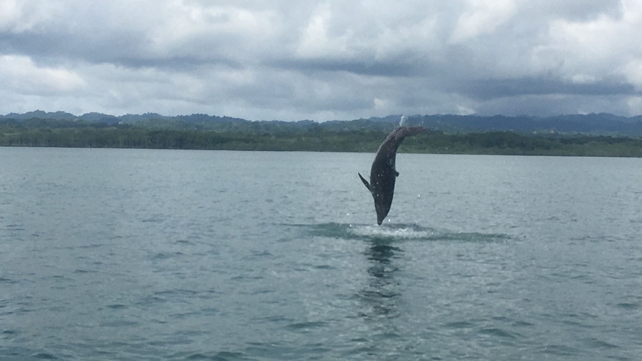Photo of Others in Puerto Jimenez
