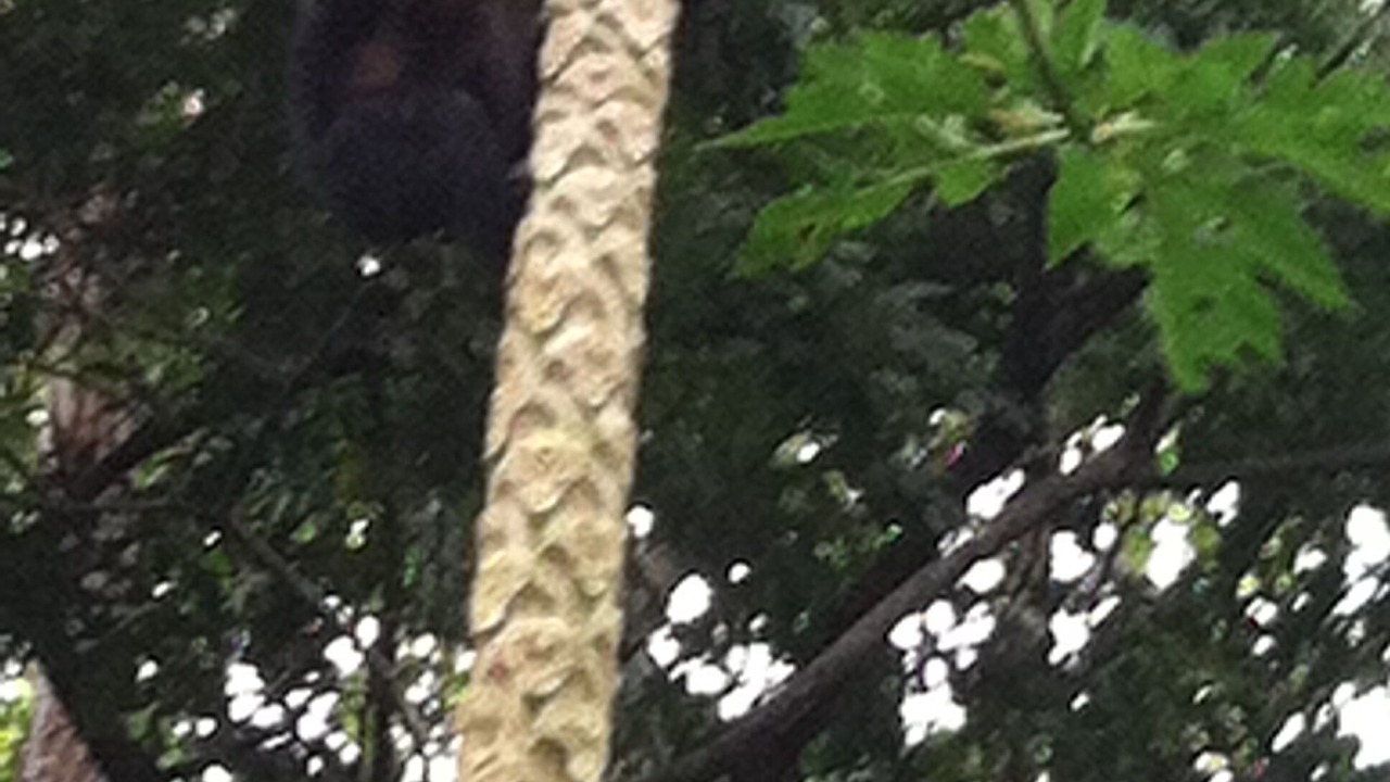 Photo of Others in Puerto Jimenez