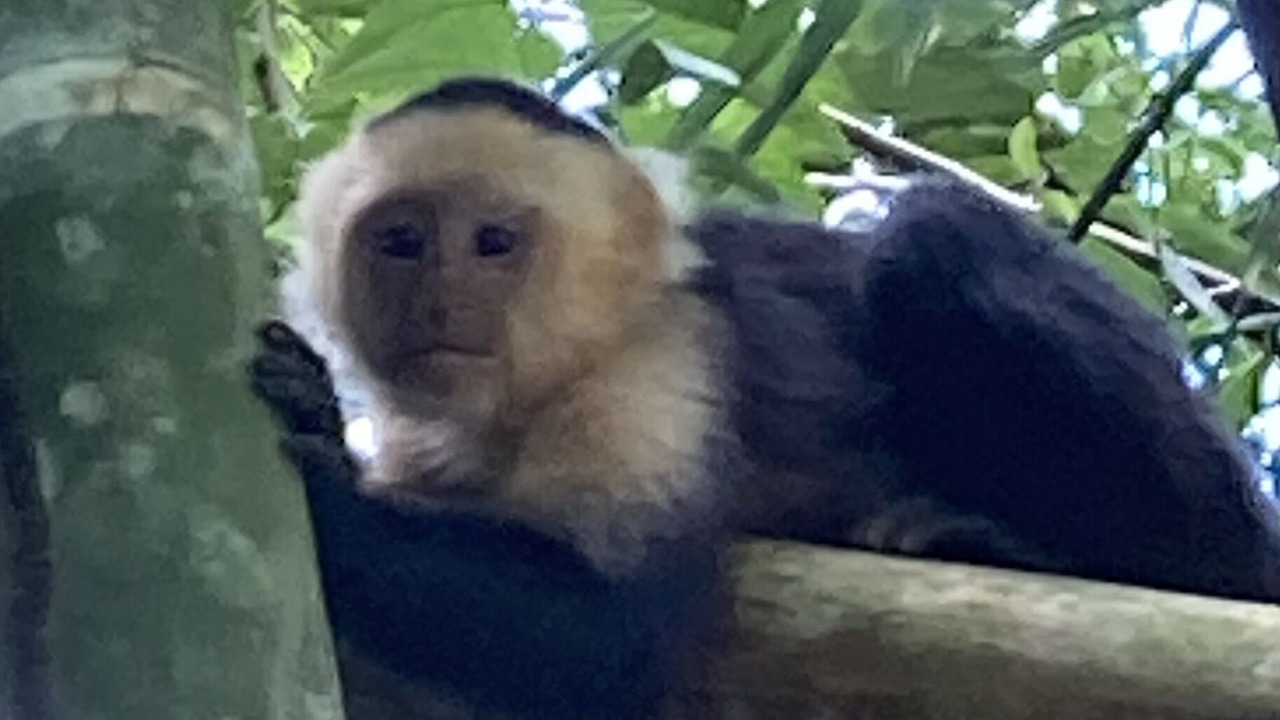 Photo of Outdoor in Puerto Jimenez