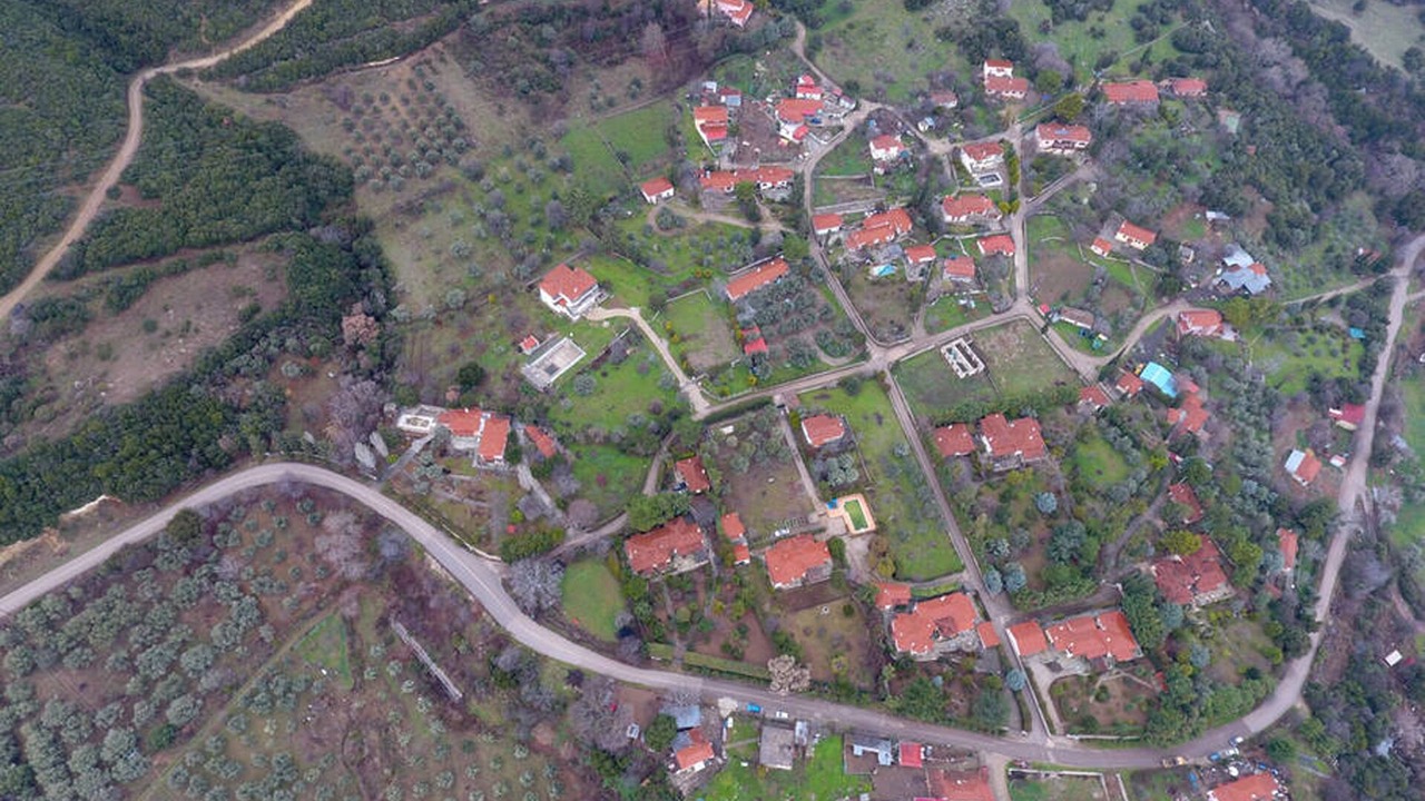 Photo of Outdoor in Stylida