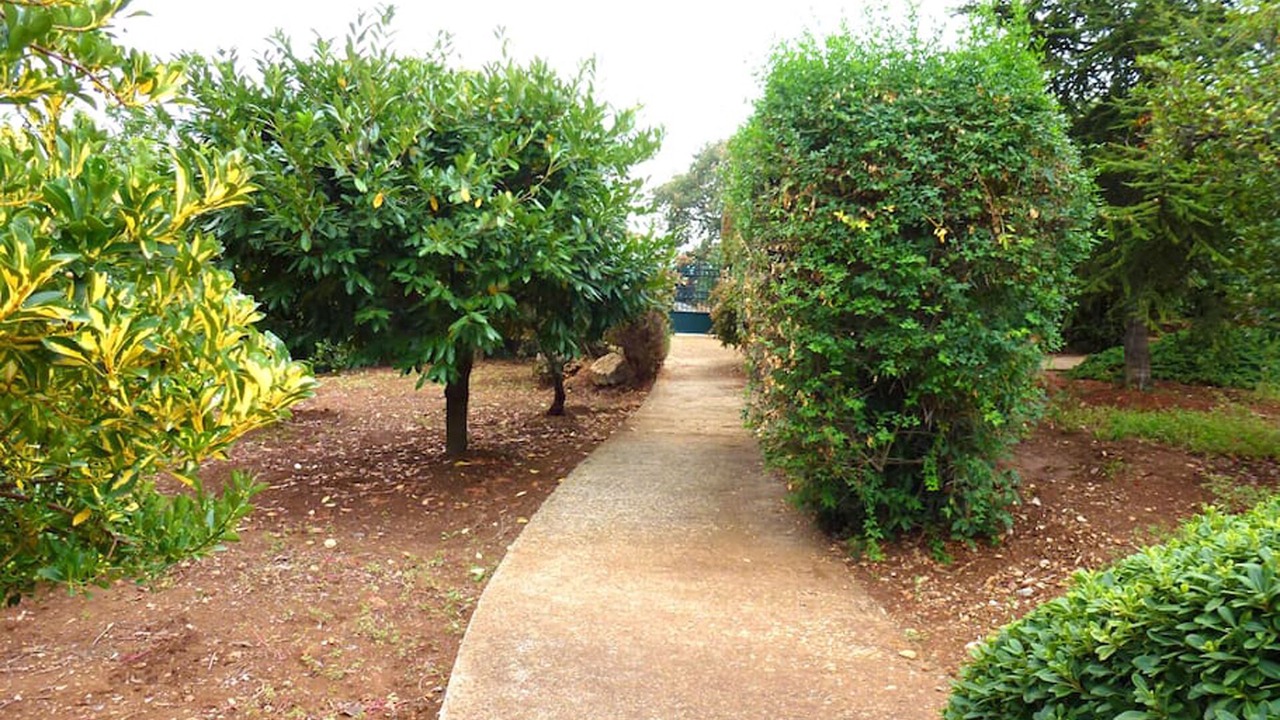 Photo of Outdoor in Stylida