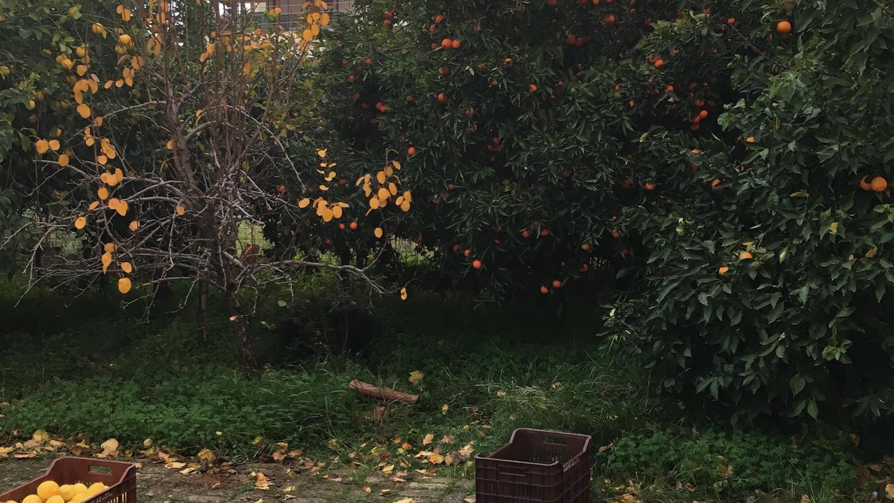 Photo of Outdoor in Aigio