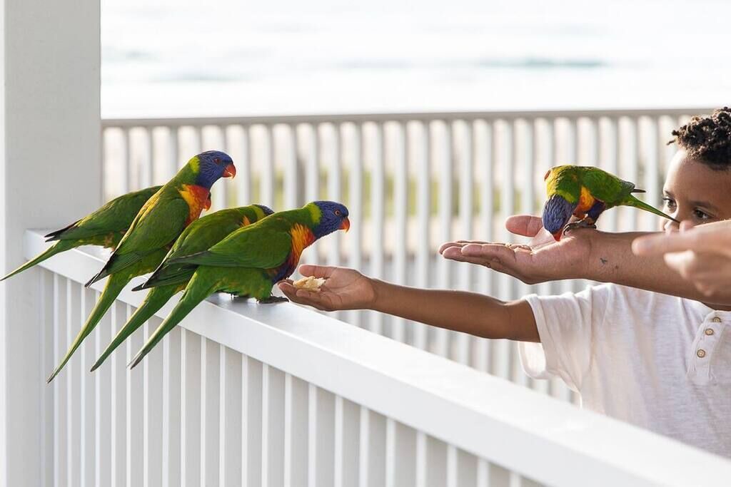 Photo of Others in Currumbin