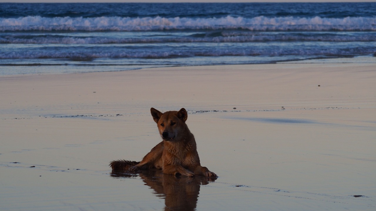 Photo of Others in Orchid Beach