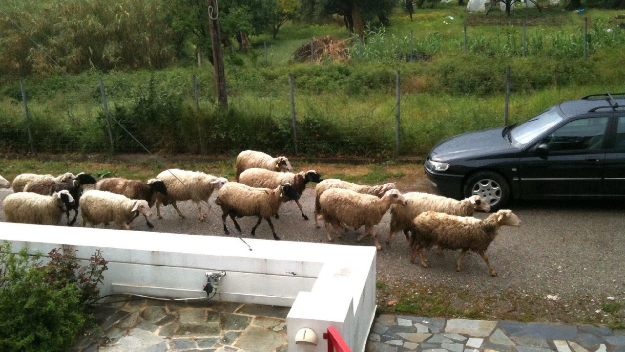 Photo of Others in Dorida