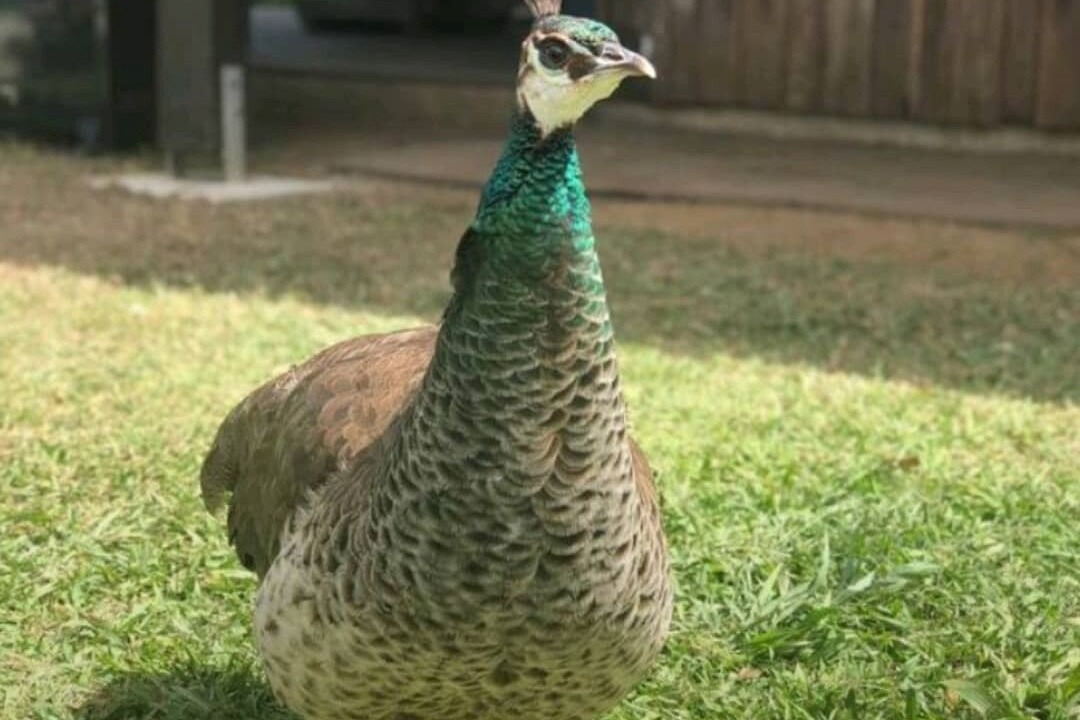 Photo of Outdoor in Austinville