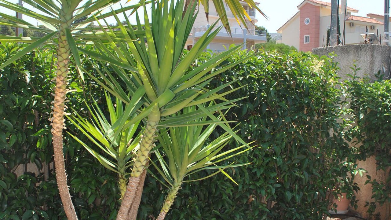 Photo of Outdoor in Palaia Fokaia