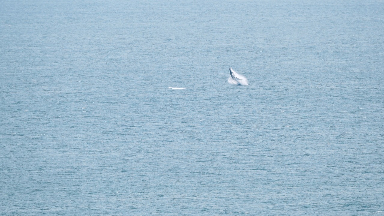 Photo of Others in Punta Leona