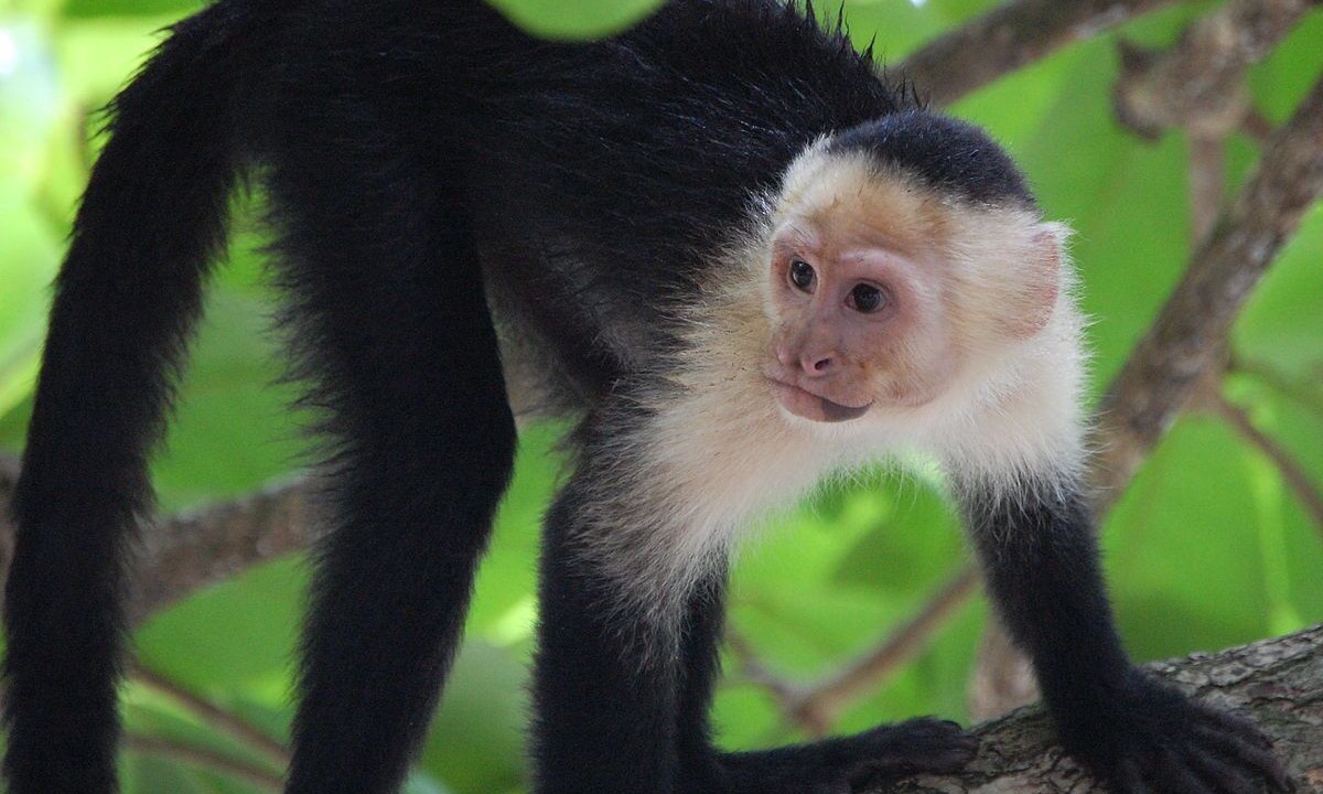 Photo of Others in Punta Leona