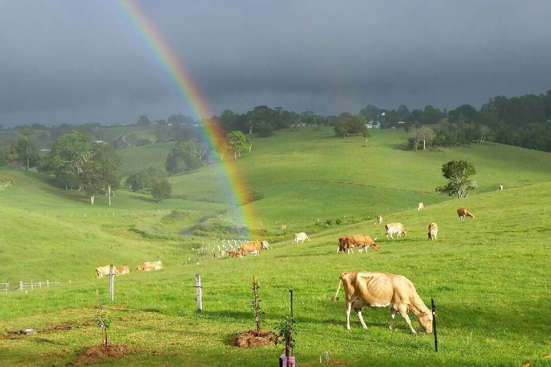 Photo of Others in Maleny