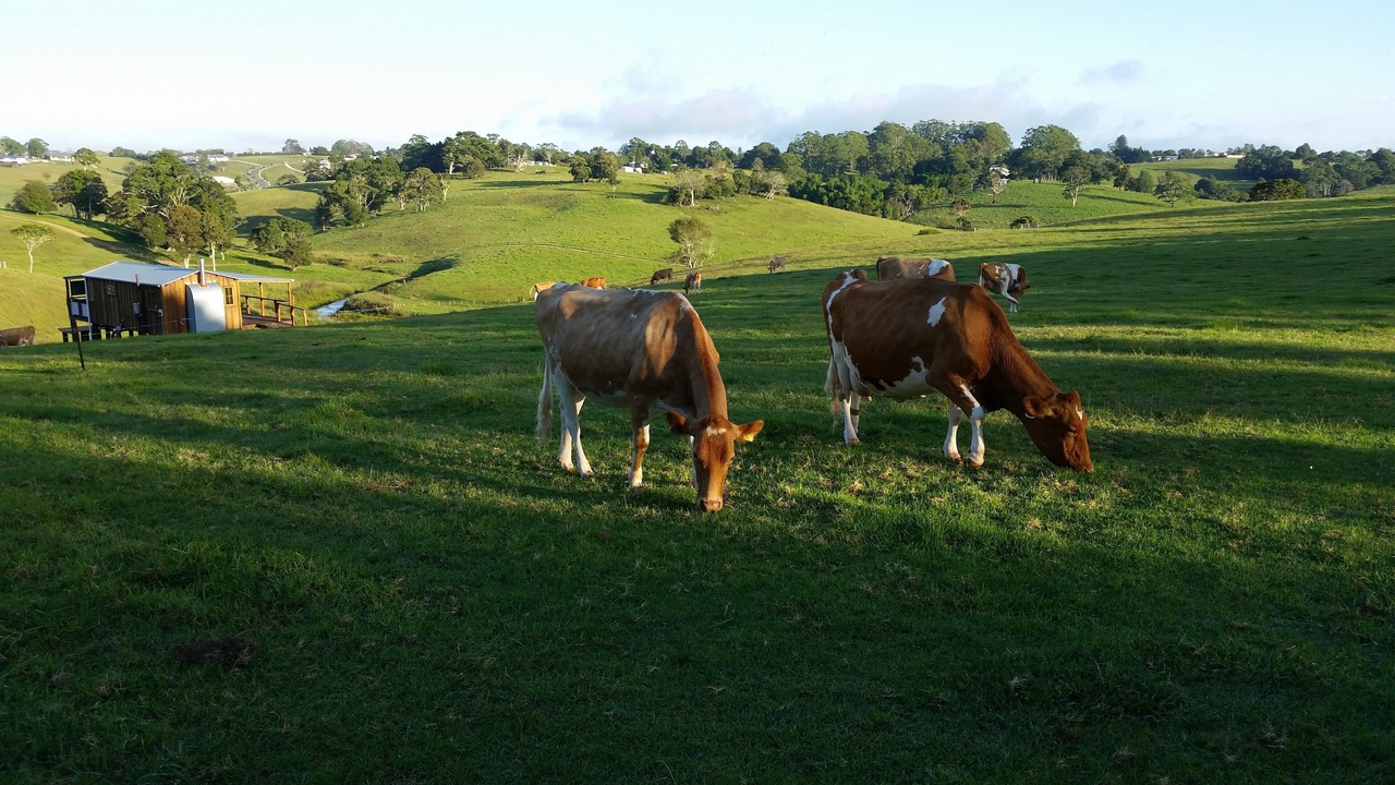 Photo of Others in Maleny