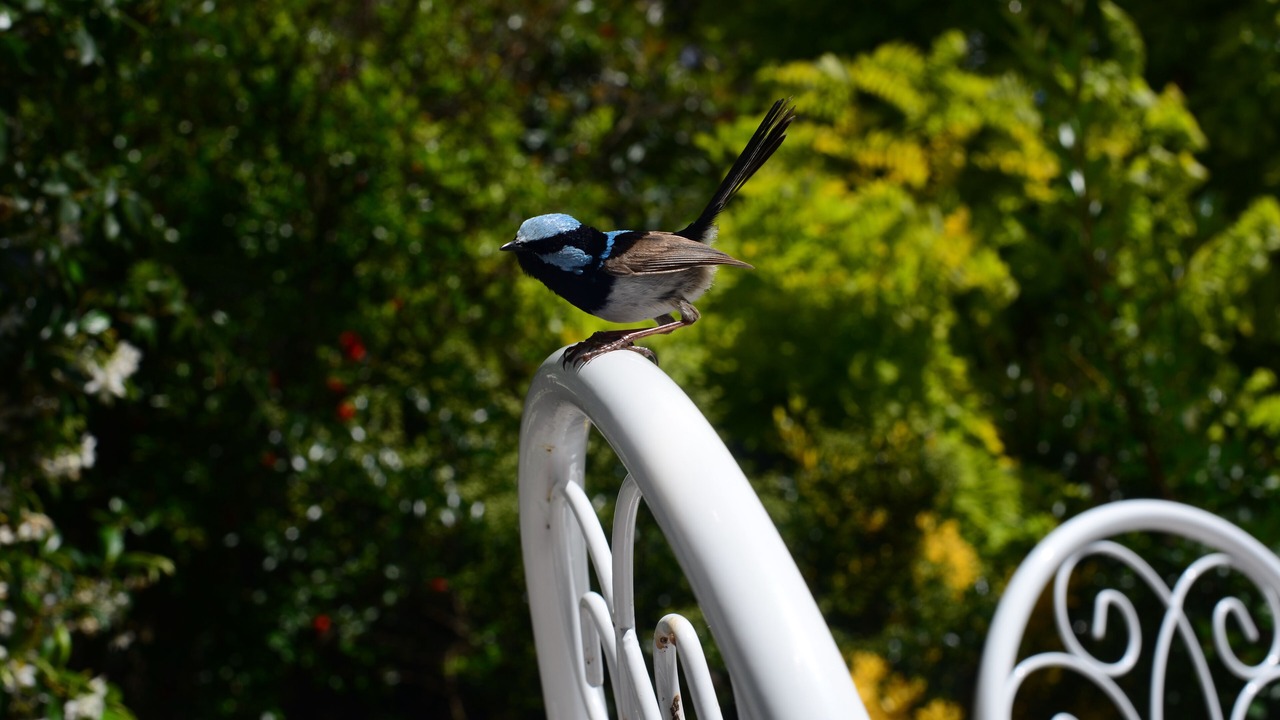 Photo of Others in Stanthorpe