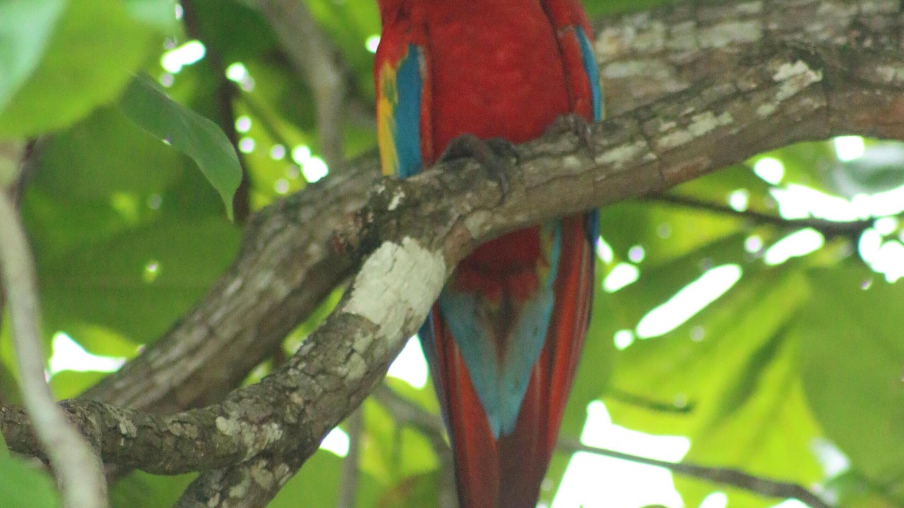 Photo of Others in Punta Leona