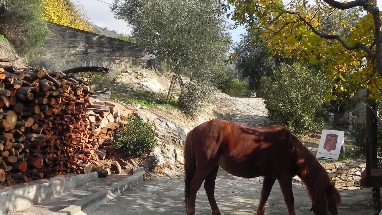 Photo of Others in South Pelion