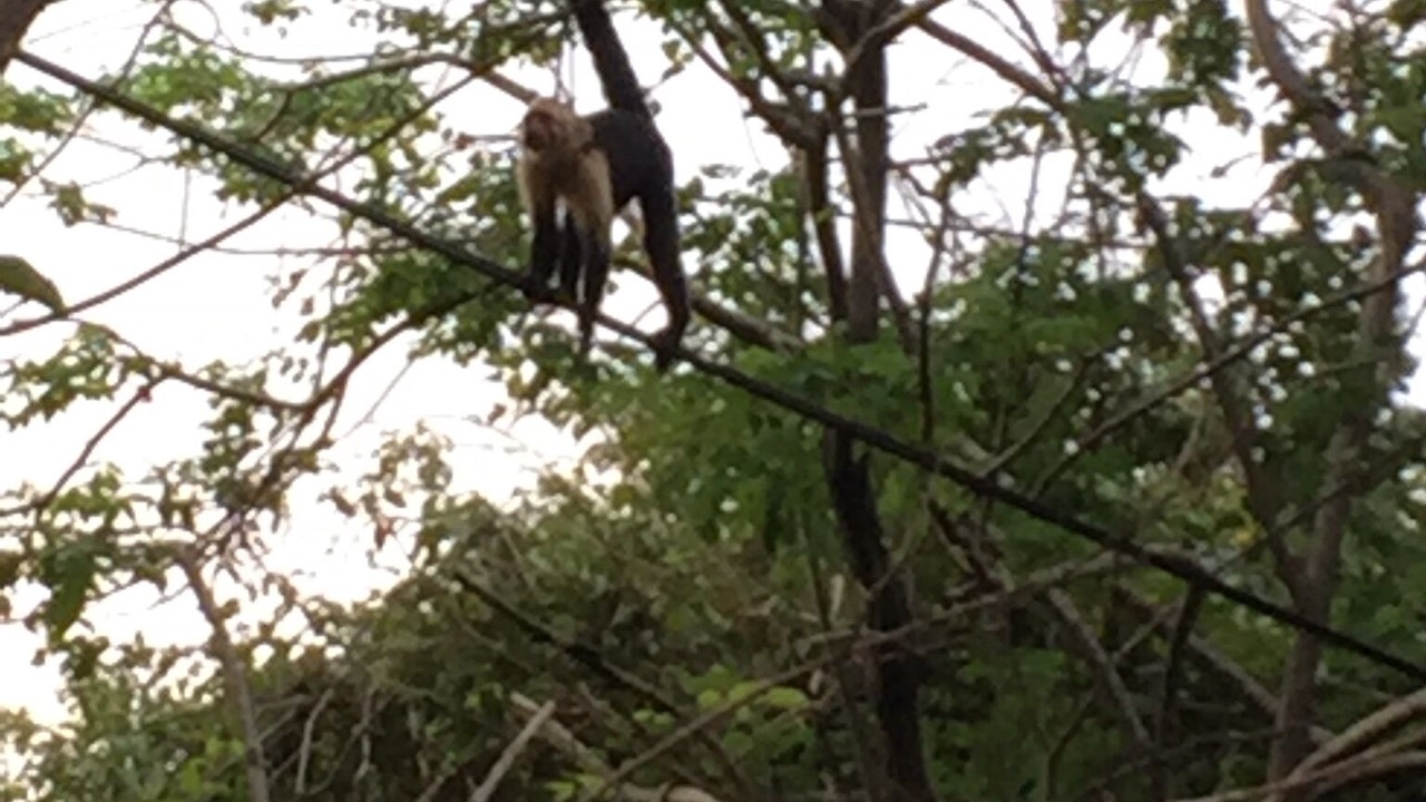Photo of Others in Puerto Carrillo