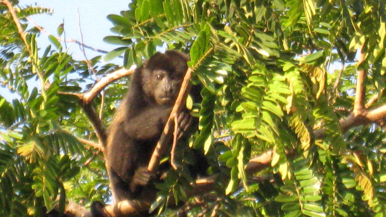 Photo of Others in Puerto Carrillo