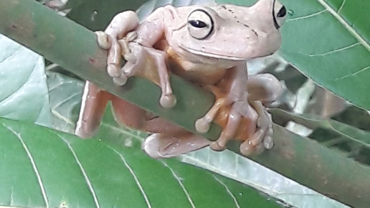 Photo of Others in Manuel Antonio