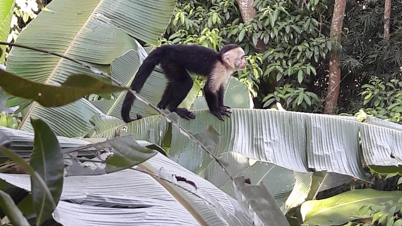 Photo of Outdoor in Manuel Antonio