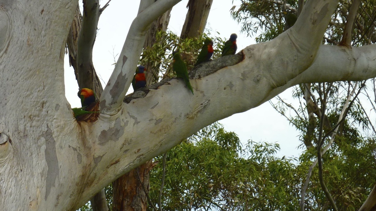 Photo of Others in Brisbane Waterfront