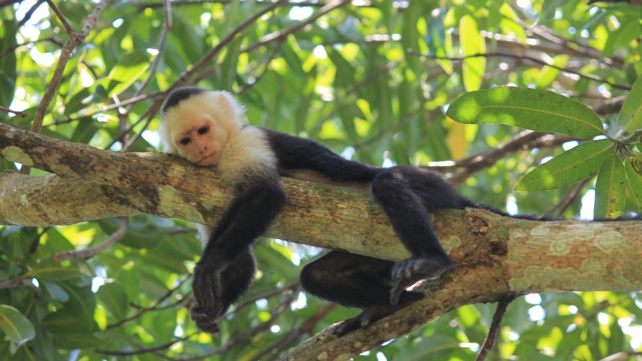 Photo of Others in Manuel Antonio